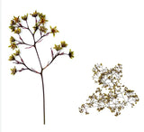 Real Pressed Smoke Tree Flowers Ð Perfect for Creation Projects Dried Flower