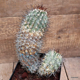 D3651 COPIAPOA COQUIMBANA pot14-H20-W15 cm MaMa Cactus Green Plant