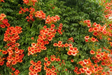 25 HUMMINGBIRD TRUMPET CREEPER VINE Campsis Radicans Flower Seeds *Flat Ship Flowering Plants