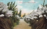 Vintage California Pampas Grass in Bloom Postcard Divided Back 1907-15 Pampas Grass