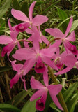 Orchid live Cattleya bowringiana - bare root Orchids