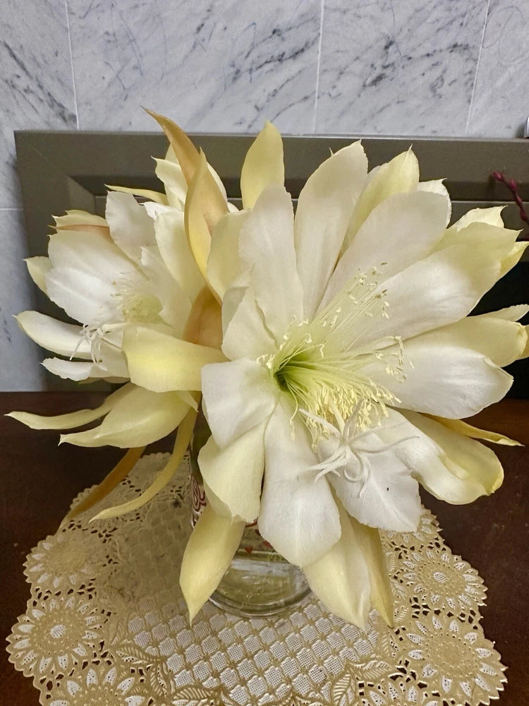 White epiphyllum orchid cutting with large cream blooms