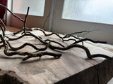 Dried Corkscrew Willow Branches for Home Decor Dried Flower