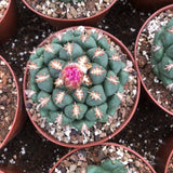 7CM Succulent Cactus Plant Coryphantha Elephantidens Tanshi Home Garden Plant Garden Plants