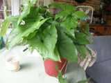 #7925 Syngonium podophyllum Schott Araceae Arrowhead vine green LOT OF 5 CUTTING Green Plant