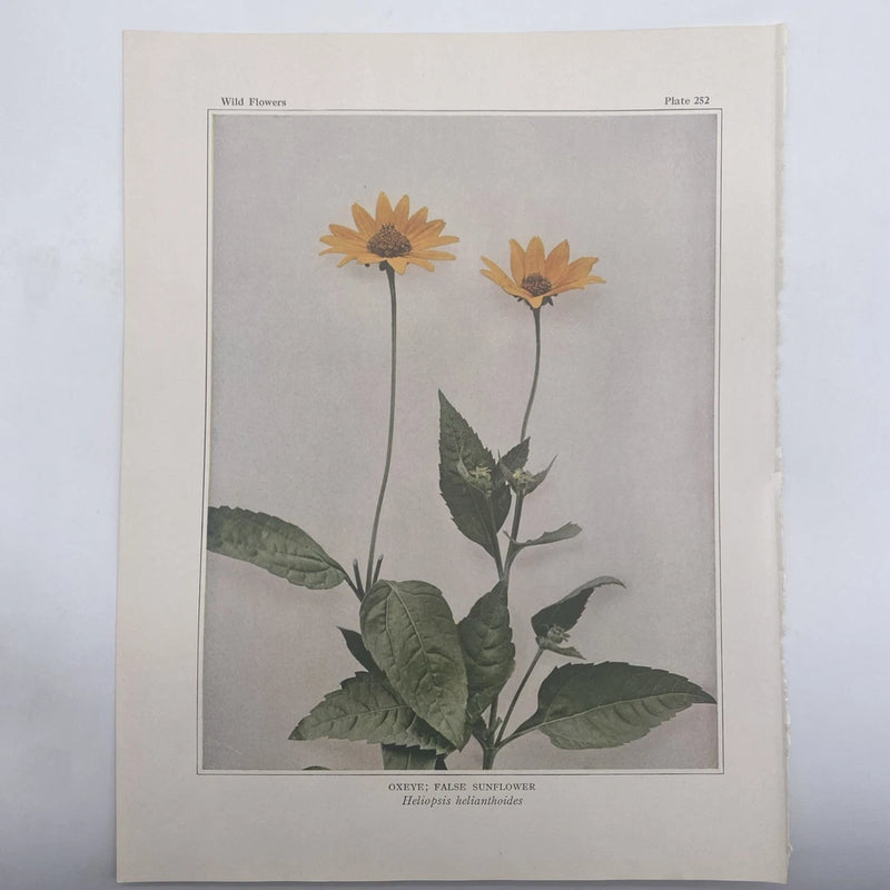 Vintage Oxeye False Sunflower Flower Art Book Print Lithograph Unframed Sunflower
