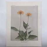 Vintage Oxeye False Sunflower Flower Art Book Print Lithograph Unframed Sunflower