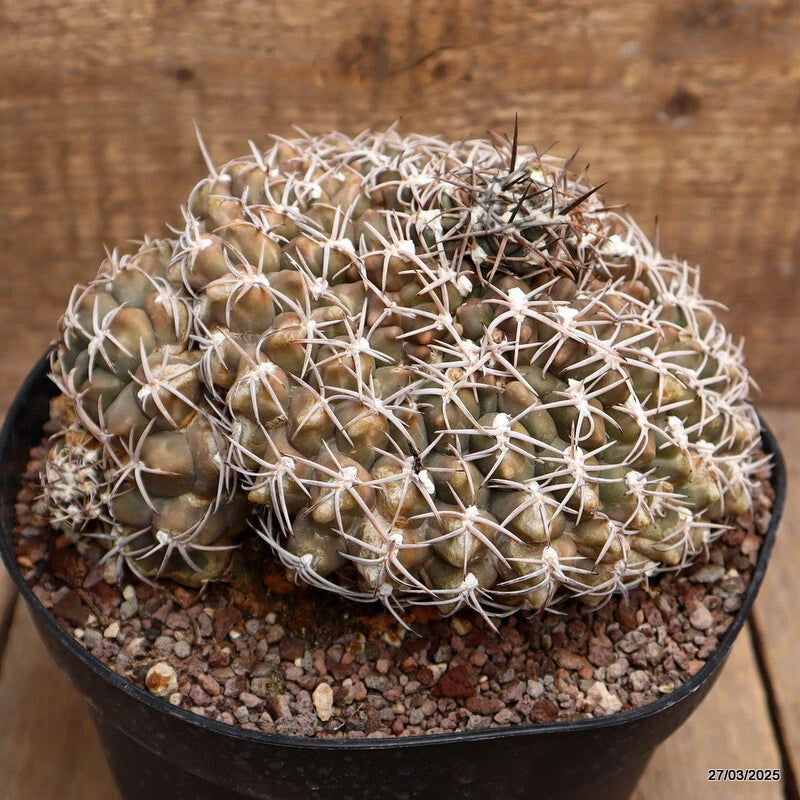 Potted Gymnocalycium marsoneri cactus with green body and white spines in black pot