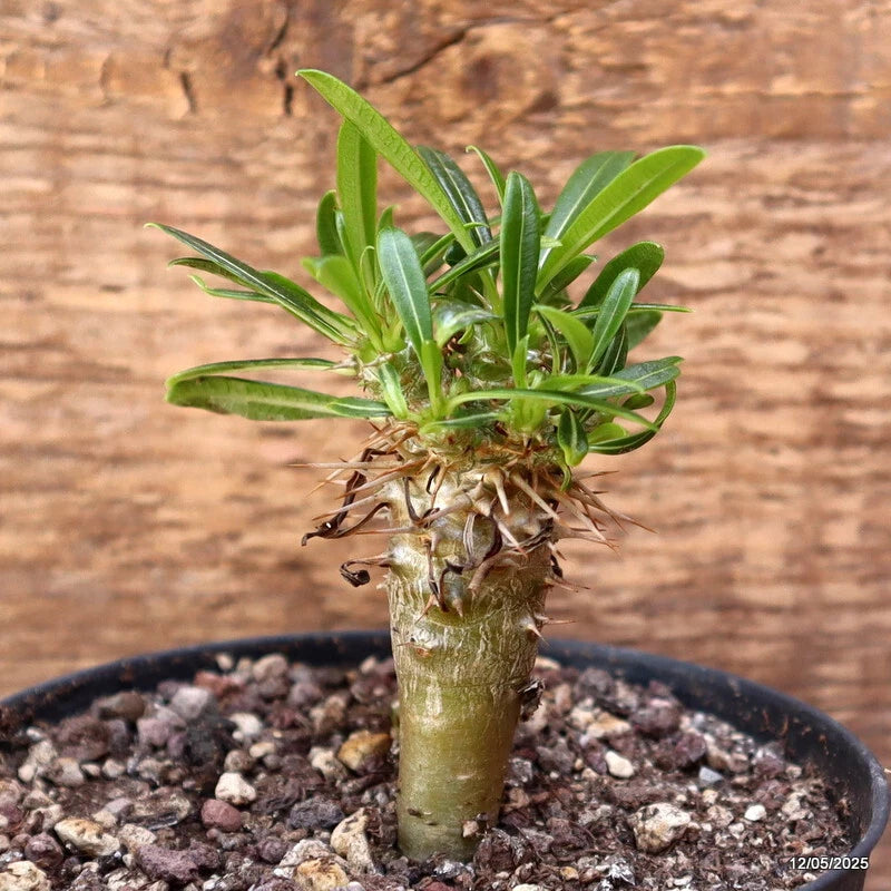 D4045 PACHYPODIUM LAMEREII F. FIHERENSIS pot10-H7-W3 cm MaMa Cactus Green Plant