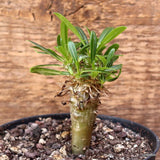 D4045 PACHYPODIUM LAMEREII F. FIHERENSIS pot10-H7-W3 cm MaMa Cactus Green Plant