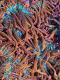 15 Pack Rainbow Bubble Tip Anemones 2-4" inch Live Coral RBTA Tank Raised Anemone