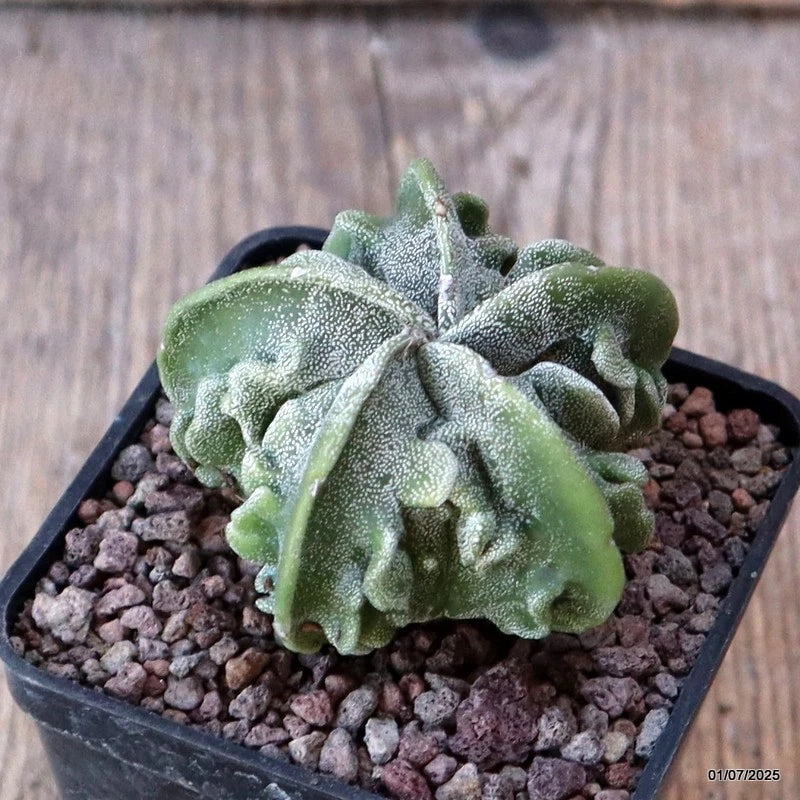 D4933 ASTROPHYTUM MYRIOSTIGMA FUKURYU pot7-H4,5-W6 cm MaMa Cactus Green Plant