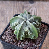 D4933 ASTROPHYTUM MYRIOSTIGMA FUKURYU pot7-H4,5-W6 cm MaMa Cactus Green Plant