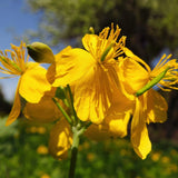 Celandine Seeds (Chelidonium majus) ~Traditional Herb Native Pollinator Garden Garden Plants