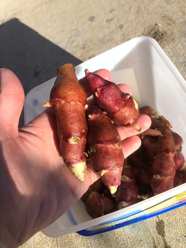 Organic sunchoke tubers, pink-red skins with light yellow root tips, held in hand