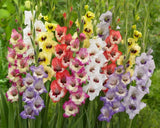 30 Gladiolus Bulbs, Mixed Colors - Sword Lily, Easy to Grow Perennial Garden Lily