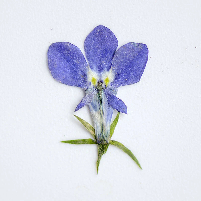 Pressed blue-purple lobelia flower with green leaf stem, dried for art craft