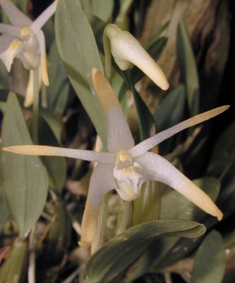Miniature orchid plant with cream star blooms and green leaves