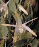 Super cute miniature - Diplocaulobium stelliferum (sp. aff.chrysotropis) Orchids