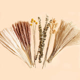 Natural Dried Pampas Grass Bouquet 78pcs 17inch Home Decor White Pampas & Bro... Pampas Grass