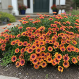 500 African Daisy Seeds Ð Bright Orange Blooms for Stunning Summer Gardens Daisies