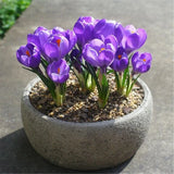 20 SEEDS Violet Purple CROCUS fragrant flower exotic garden bed plant USA Seller Garden Plants