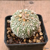 D6152 ASTROPHYTUM SUPERKABUTO pot7-H5-W6 cm  MaMa Cactus Green Plant