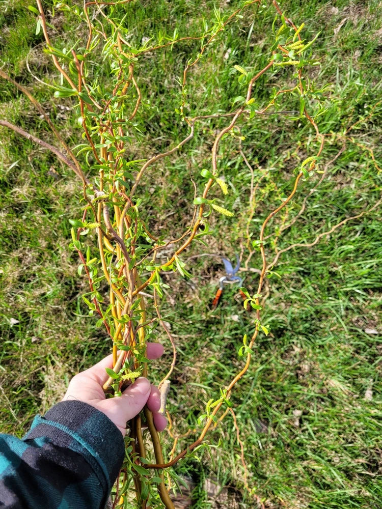 Curly willow 10 cuttings easy to root Green Plant