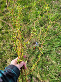 Curly willow 10 cuttings easy to root Green Plant