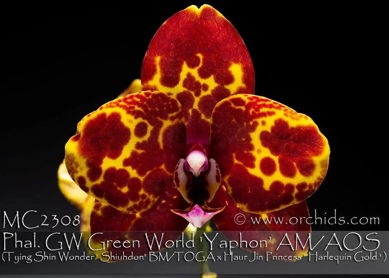 Harlequin phalaenopsis orchid with deep red and yellow spotted petals