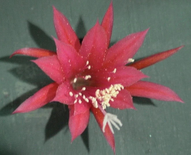 Orchid cactus bloom with bright pink star-shaped petals and yellow center