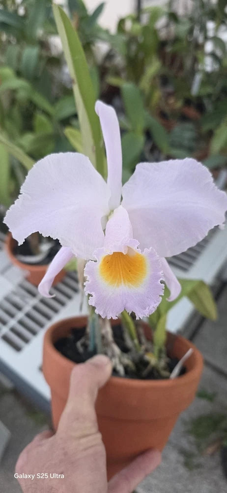 Orchid plant with white petals and a yellow center flower