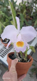 Cattleya trianae v concolor 'Mai' in flower established select plant Orchids