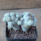 D6810 EPITHELANTHA MICROMERIS MONSTER pot7-H6-W8 cm MaMa Cactus Green Plant
