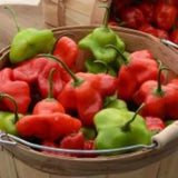 25+ seeds Mad Hatter   hot pepper easy grow planting garden spicy hot food Garden Plants
