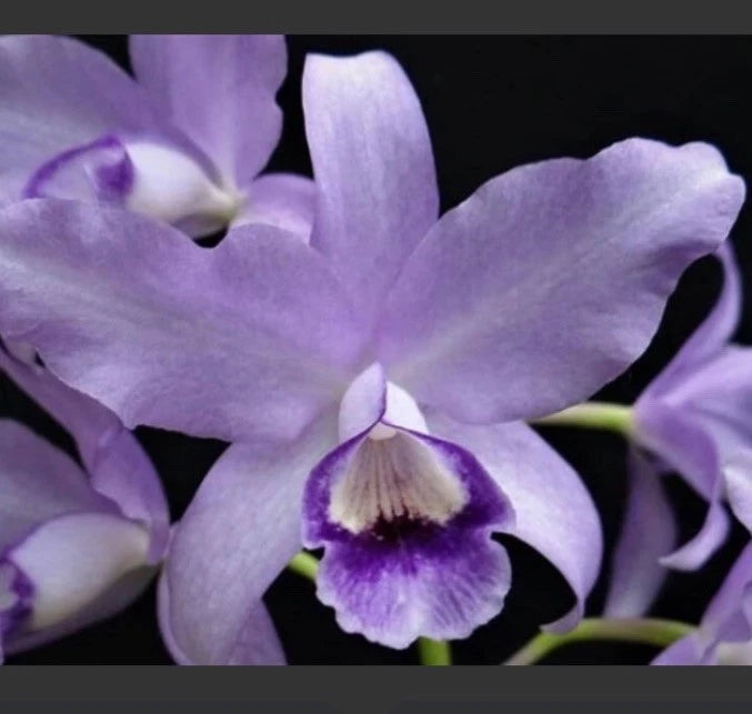 Purple orchid flower with white center and dark violet lip