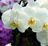 20 SEEDS for White Cream ORCHID rare flower garden exotic house plant USA Seller Garden Plants