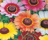 DAISY PAINTED RAINBOW MIX Chrysanthemum Carinatum - 500 Bulk Seeds Garden Plants