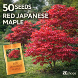 50 Red Japanese Maple Seeds Ornamental Acer Tree Garden Garden Plants
