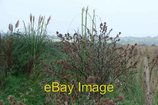 Photo 6x4 Pampas grass Great Massingham It certainly looked like pampas g c2007 Pampas Grass