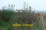 Photo 6x4 Pampas grass Great Massingham It certainly looked like pampas g c2007 Pampas Grass