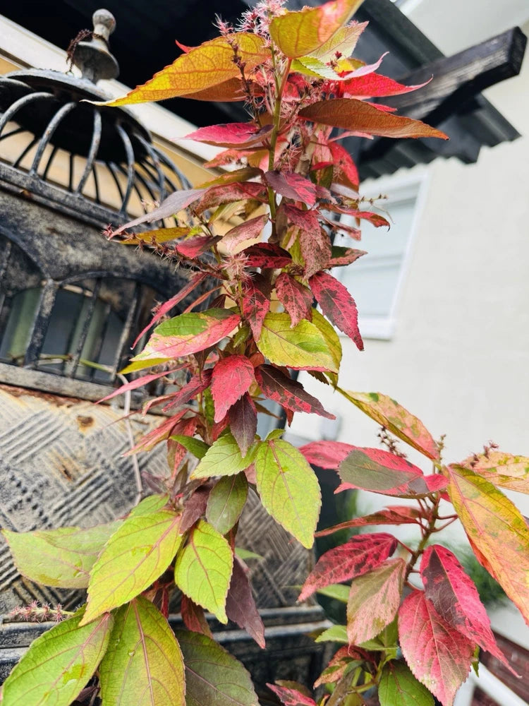 Variegated ornamental plant with red, pink, and green multicolor leaves