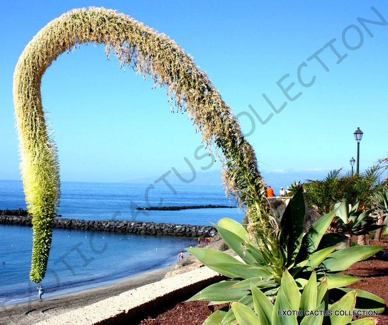 RARE AGAVE ATTENUATA spineless agaves succulent plant seed aloe gardens 50 SEEDS Garden Plants