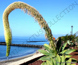 RARE AGAVE ATTENUATA spineless agaves succulent plant seed aloe gardens 50 SEEDS Garden Plants