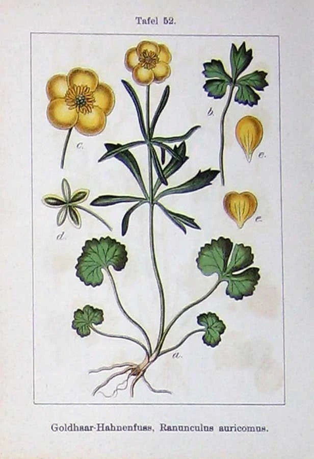 Antique Old Print Flowers Sturms 1901 Ranunculus Auricomus Bulbosus Plant 20th Ranunculus