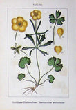 Antique Old Print Flowers Sturms 1901 Ranunculus Auricomus Bulbosus Plant 20th Ranunculus