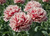 100 Flemish Antique PEONY POPPY MIXED Colors Papaver Peoniflorum Flower Seeds Flowering Plants
