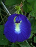 Clitoria Ternatea Vine Single Blue, 15 Seeds Butterfly Pea, Asian Pigeonwings Flowering Plants