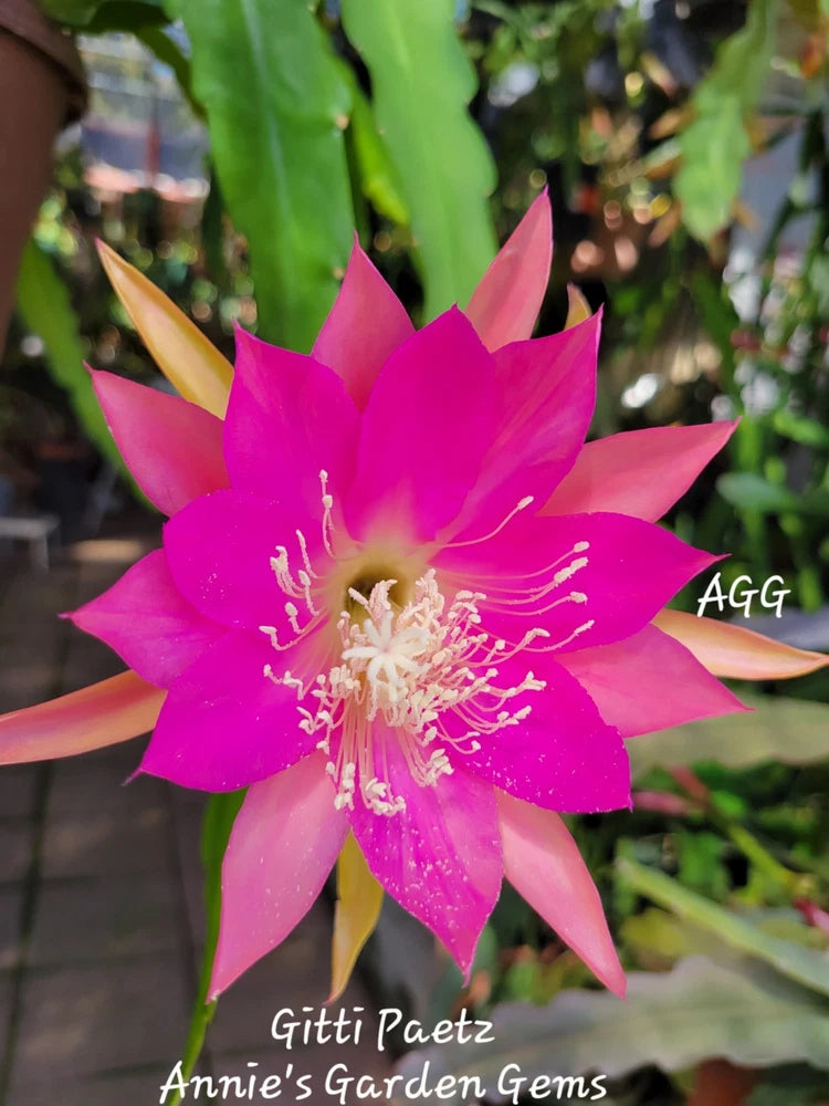 Orchid cactus flower bloom on unrooted cutting, vivid magenta pink petals with pale center.