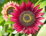 Red Sunflowers Yellow halos Rare Velvet 20 seeds Organic Plants Garden Colorful Sunflower